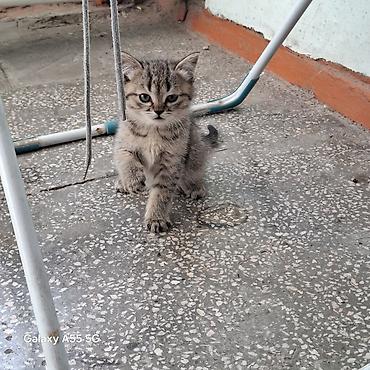 Кошки: 2 месяца, Девочка, Приучена к лотку — 6