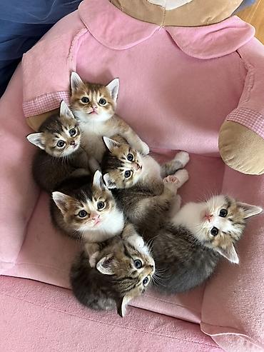 heyvanlara verilən adlar: Ana gold chinchila (long hair) Ata british shorthair 1ay yarimliq — 3