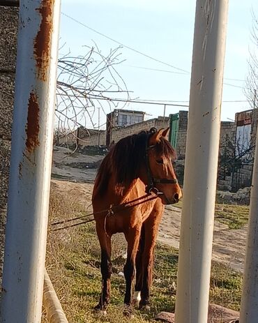 tap az heyvanlar quba: Erkək, il: 7, Ünvandan götürmə