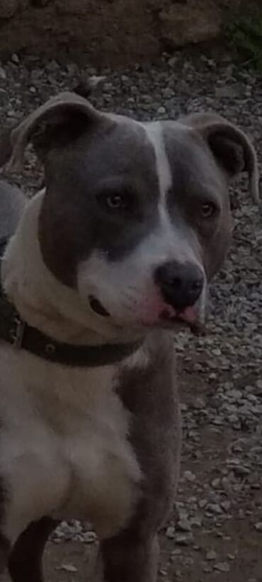 it pişik: Pitbul, 10 ay, Erkek, Peyvəndli, Ünvandan götürmə