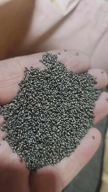 Корма для с/х животных: Силос, буудай, беде спарцет арпа урук та бар сатылат. Сапаты жакшы — 7