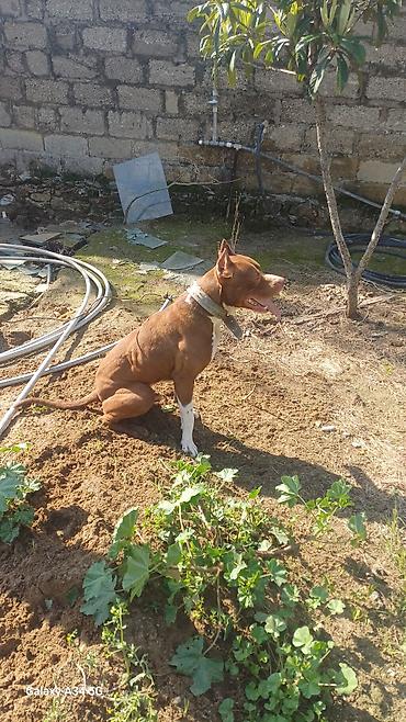 bull terier: Pitbul, 1 il, Erkək, Peyvəndli, Ünvandan götürmə — 6