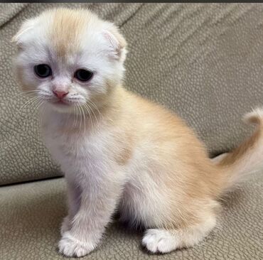 Pişiklər: Erkək, Dişi, Yaxşı əllərə, Rayonlara çatdırılma, Ünvandan götürmə, Ödənişli çatdırılma — 2