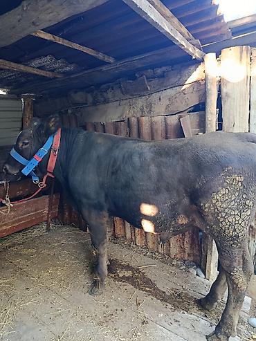 Продам с/х животных: Продаю | Бык (самец) — 3