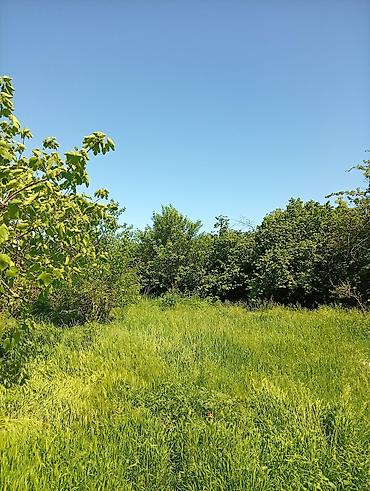 Torpaq sahələrinin satışı: 38 sot, Mülkiyyətçi, Kupça (Çıxarış) — 41