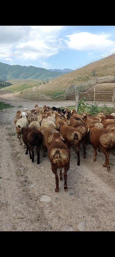 Бараны, овцы: Продаю | Ягненок | Арашан
