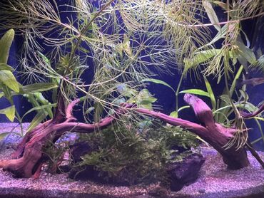 сколько стоит аквариум: 3-4 litrlik stolüstü zavod akvarium. Təzə kimidir, akvarium - 50azn
