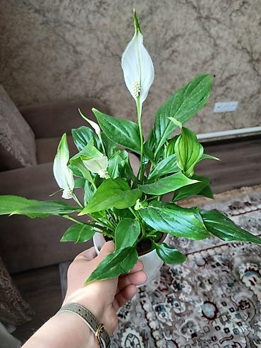 Женское счастье (Спатифиллюм): Комнатные растения в горшках 1) Цитрус (лимон/апельсин из косточки) — — 2