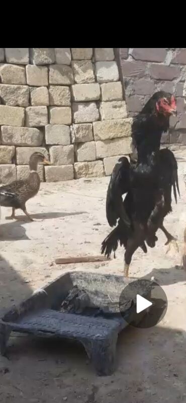 Cücələr: Xoruz, Heyratı, il: 1, Ödənişli çatdırılma
