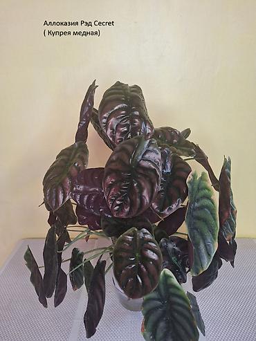 Другие комнатные растения: #Аллоказии/Сингонеумы/ Прочее-Домашние - Адаптированные!!! — 4