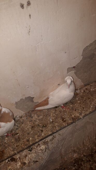 Göyərçinlər: Abrez bawi kekili hazir cutler ve keven quwlarda var cutu 30m.barterde — 8