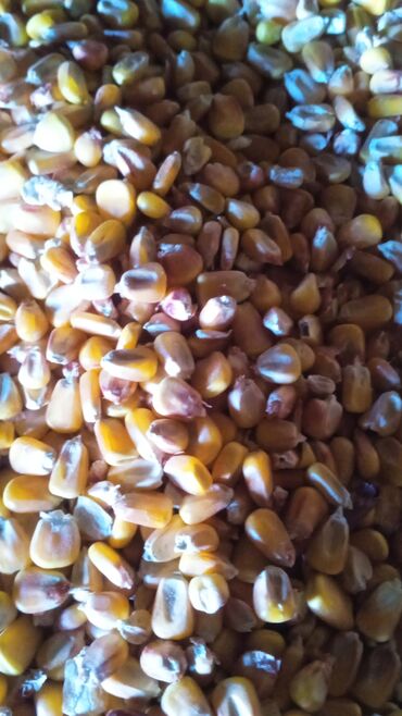 продаю кукуруза: Продаю кукурузу оптом цена 16сом Токмок
