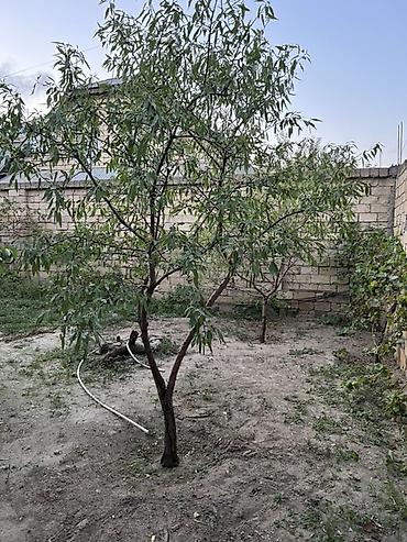 türkan ev: Sarayda torpağ 2.5 sotdu . Bu həyəti alan özü üçün evdə tikə bilər — 1