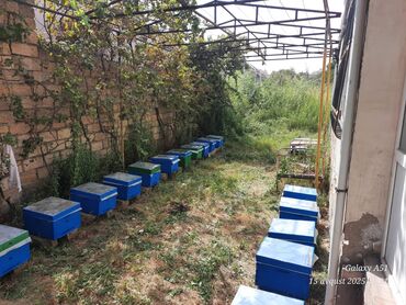 Çəngəllər: Içində arı olan yeşiklər bir ədədi 170m 0553219422