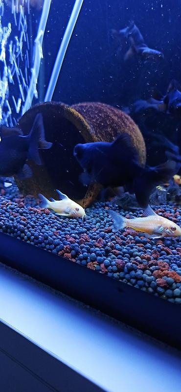 glofish balığı: Qızıl balıq, Sülhsevər — 7