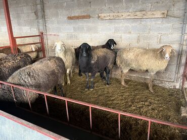 Бараны, овцы: Продаю | Овца (самка) | На забой | Матка, Ярка — 7