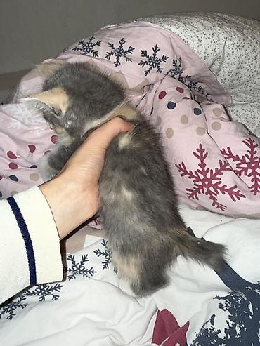 кошки сфинкс: Кошка даром: Беспородная, Девочка, Приучена к лотку — 4