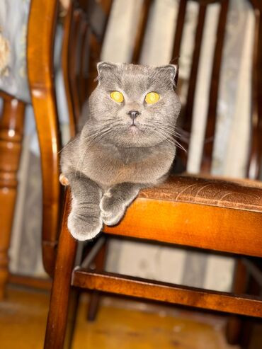 Pişiklər: Şotland yastı qulaq — 1