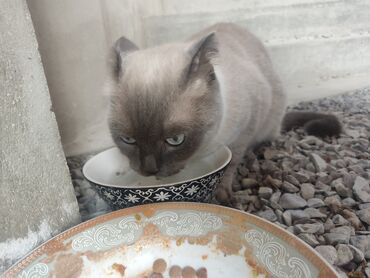 Pişiklər: Siam, Erkək