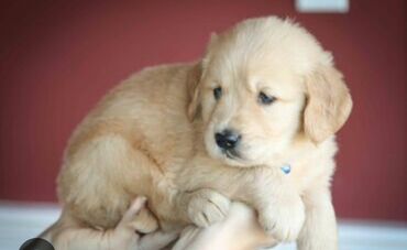 İtlər: Labrador-retriver, 2 ay, Erkek, Peyvəndli, Ödənişli çatdırılma