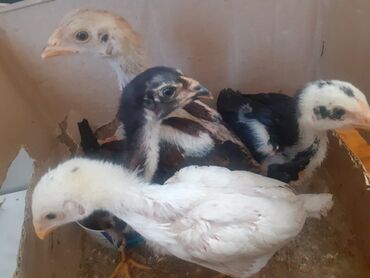 qaşqaldaq quşu: Heratı cinsi
Beçə
Yelkənpipik