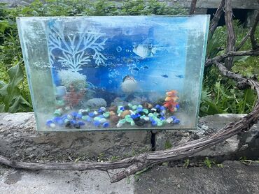 аквариум без рыб: Аквариум на 30 литров, отдам 1000 сом