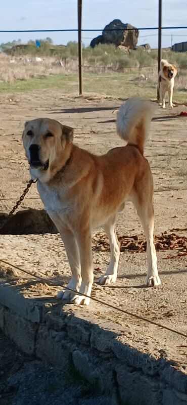 alman çoban köpeği: Qurdbasar, 2 il, Erkek