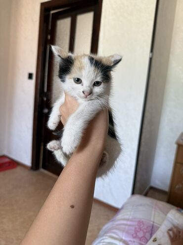 домик для животных: Кошка даром: Беспородная, 3 месяца, Девочка