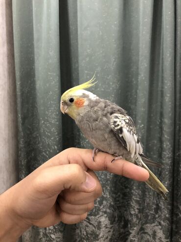 kakadu papuqay satilir: Korella tutuquşu. 6-7 aylıqdır,tam sağlamdır,məşğul ola bilmirəm deyə