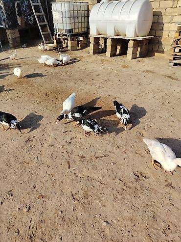 hinduşka balaları: Muscovy (hind) və Pekin ördəkləri – qarışıq sürü 29 ededdir 11 balaca — 2