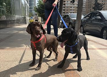 Başqa xidmətlər: Cocker spaniel Cütləşməyə dişi axtarırıq Unvan binə qəsəbəsi. Alex — 1