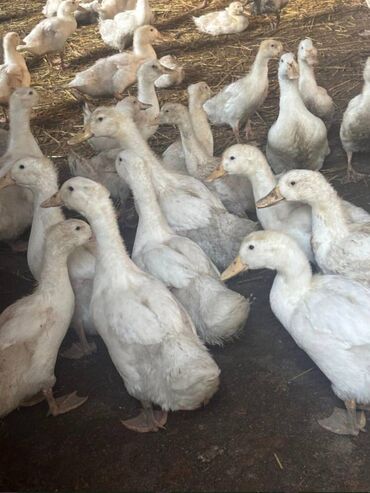 dibceklerin satisi: Pekin ördəkləri satılır