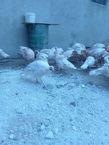 Hinduşka: Öz həyətimdə saxladığım hinduşkalar ətlik və damazlikdir. 60.manatdan — 8