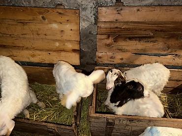 Козы, козлы: Продаю | Козлёнок | Для разведения — 6