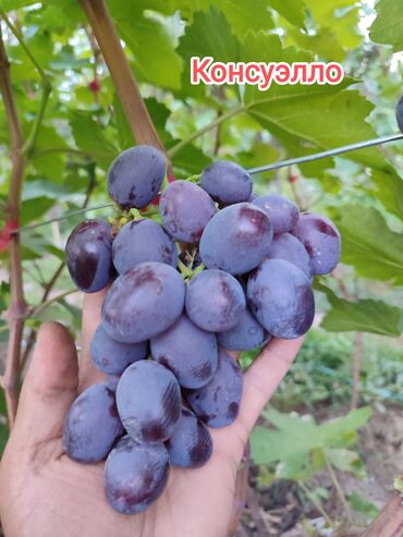 Фрукты и ягоды: 2-летние саженцы винограда. Все сорта винограда на фото исключительно — 5