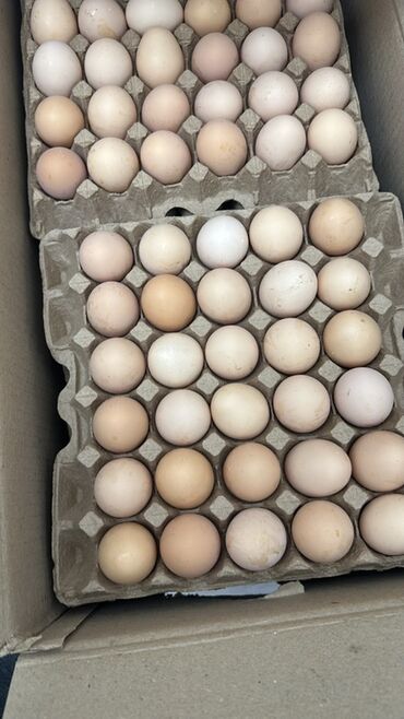 форель балык: Предлагаются свежие куриные яйца. Подходят для приготовления различных