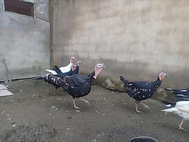 hind quwu: Məhsul: Qaz və hind toyuqları (qarışıq sürü) Təsvir: - Ağ qazlar — 3