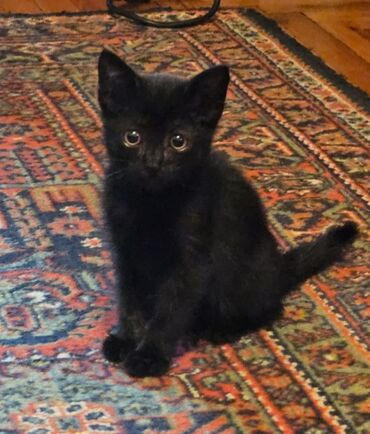 домики для кошек: Dişi, Yaxşı əllərə