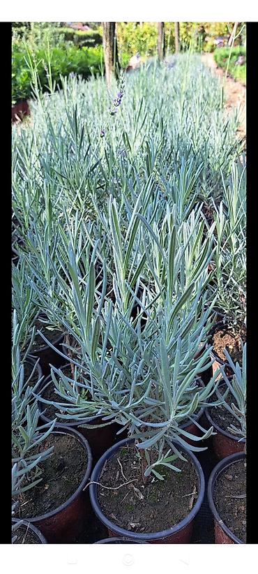 Semena i sadnice: Lovor višnja – sadnice u saksiji - Zimzelene sadnice Prunus — 5