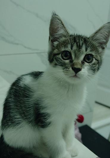 Мышыктар: Котята-полосатики, домашние. Описание: - Окрас: классический — 2