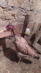 домики для кошек: Heyratı Şamo toyuq satılır