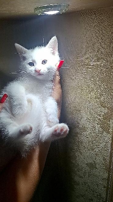 jersey cinsi: Ağ rəngli balaca pişik – ev heyvanı - Rəng: tam ağ, yumşaq tüklü - — 3