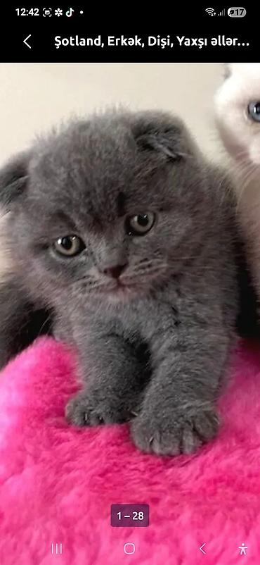 Pişiklər: Britan — 11