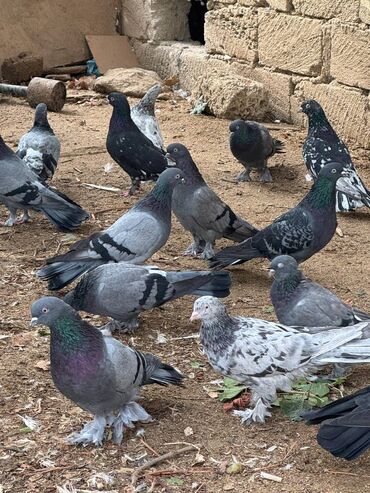 Göyərçinlər: Kəməti göylərdi içində 3 4 dənə əbrəş var. 17-20 tukdulər. kom şəkildə -da lalafo.az — 9 Göyərçinlər: Kəməti göylərdi içində 3 4 dənə əbrəş var. 17-20 tukdulər. kom şəkildə — 9