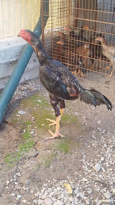 Дакан жожо короз сатылат активный алмашу жолдору бар жемге жугоруго at lalafo.kg Дакан жожо короз сатылат активный алмашу жолдору бар жемге жугоруго