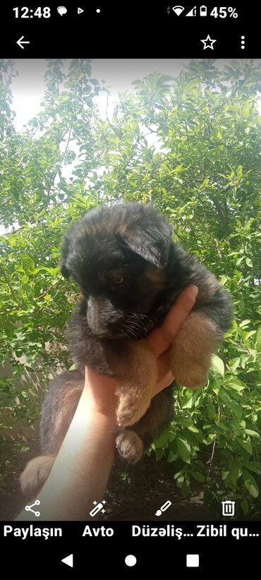 avçarka satılır: Alman çoban iti, 2 ay, Erkek, Ünvandan götürmə