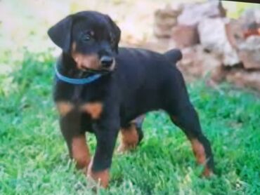 xaski iti: Doberman, 1 ay, Dişi, Peyvəndli, Ünvandan götürmə, Pulsuz çatdırılma, Rayonlara çatdırılma