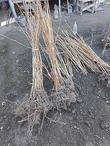 Фрукты и ягоды: Продам саженцы: винограда 3 сорта, гранат, малина — 12