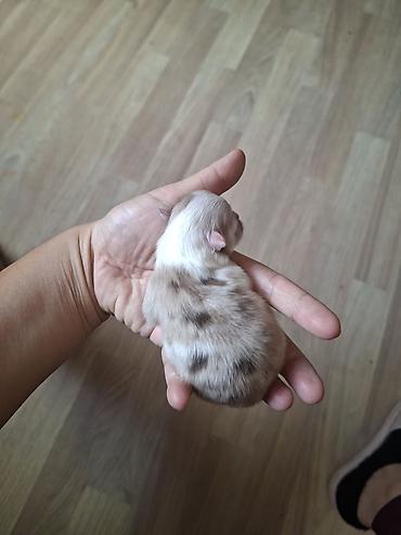 кошки маин кун: ✨🧿🧿🧿 Особенные малыши уже появились на свет две девочки лапочки и два — 5