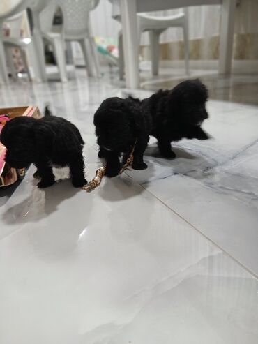 İtlər: 2 ay, Dişi, Peyvəndli, Pulsuz çatdırılma — 3